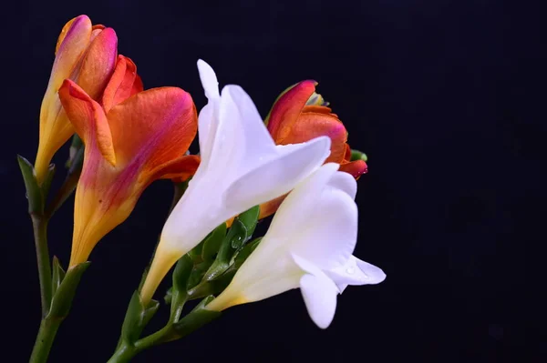 Hermosas Flores Blancas Rojas Sobre Fondo Oscuro —  Fotos de Stock