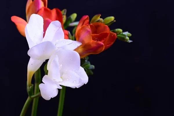 Beautiful White Red Flowers Dark Background — Stock Photo, Image