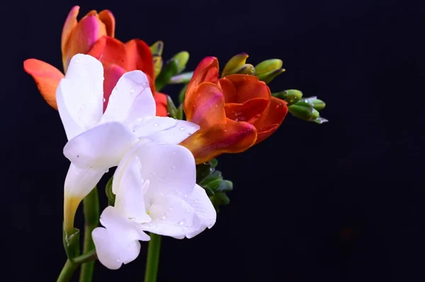 Schöne Weiße Und Rote Blumen Auf Dunklem Hintergrund — Stockfoto