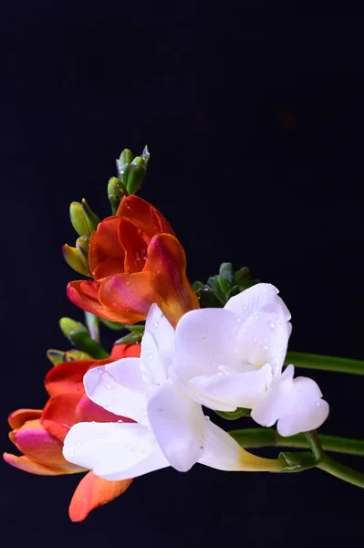 Vacker Vit Och Röda Blommor Mörk Bakgrund — Stockfoto