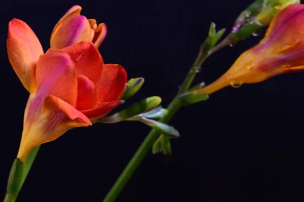 Piękne Czerwone Kwiaty Ciemnym Tle — Zdjęcie stockowe