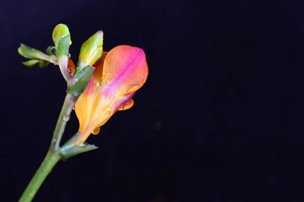 Красиві Червоні Квіти Темному Фоні — стокове фото