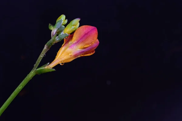 Gyönyörű Piros Virágok Sötét Háttér — Stock Fotó