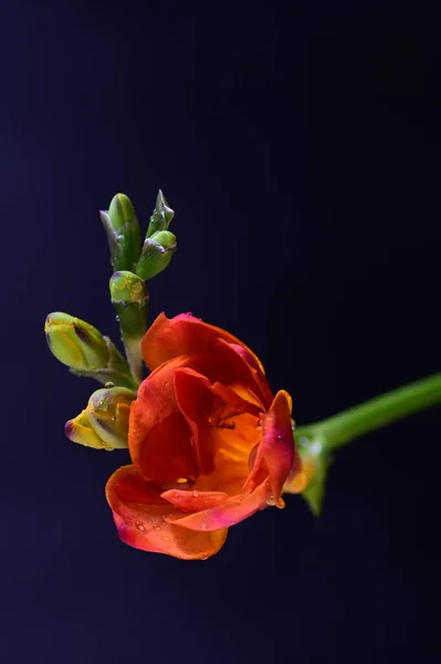 Красивые Красные Цветы Темном Фоне — стоковое фото