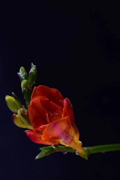 暗い背景の美しい赤い花 — ストック写真