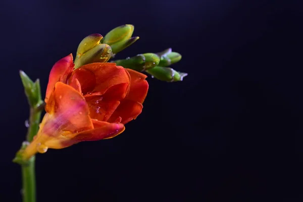 Koyu Arkaplanda Güzel Kırmızı Çiçekler — Stok fotoğraf