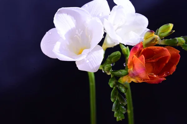 Gyönyörű Fehér Piros Virágok Sötét Háttér — Stock Fotó