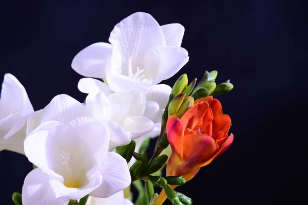 Beautiful White Red Flowers Dark Background — Stock Photo, Image