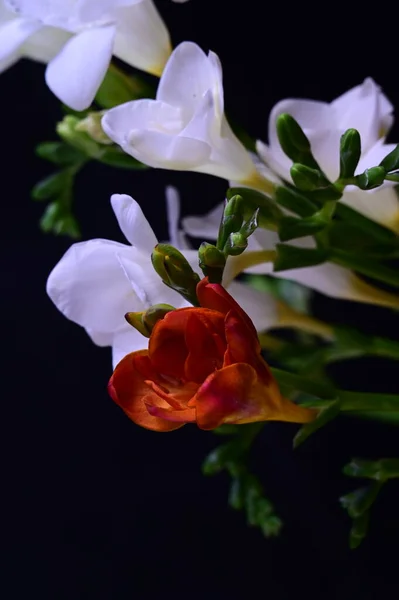 Belas Flores Brancas Vermelhas Fundo Escuro — Fotografia de Stock