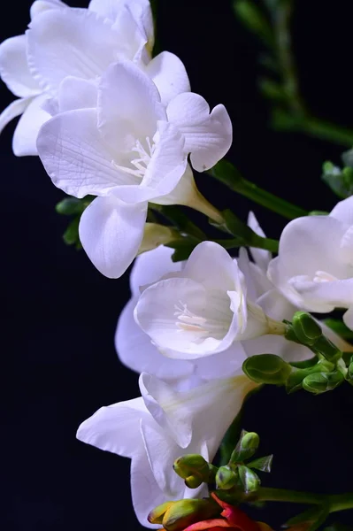Красивые Белые Цветы Орхидеи Темном Фоне — стоковое фото