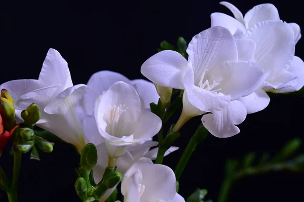 深色背景的美丽的白色兰花 — 图库照片