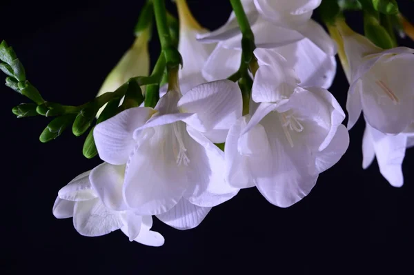 Belles Fleurs Orchidée Blanche Sur Fond Sombre — Photo