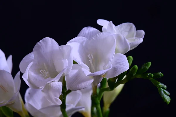 Schöne Weiße Orchideenblüten Auf Dunklem Hintergrund — Stockfoto