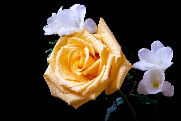 Piękna Żółta Róża Białymi Kwiatami Storczyków Ciemnym Tle — Zdjęcie stockowe