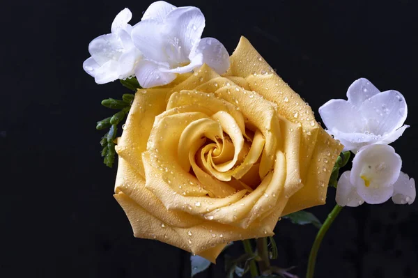 Όμορφο Κίτρινο Τριαντάφυλλο Λευκά Λουλούδια Ορχιδέας Σκούρο Φόντο — Φωτογραφία Αρχείου