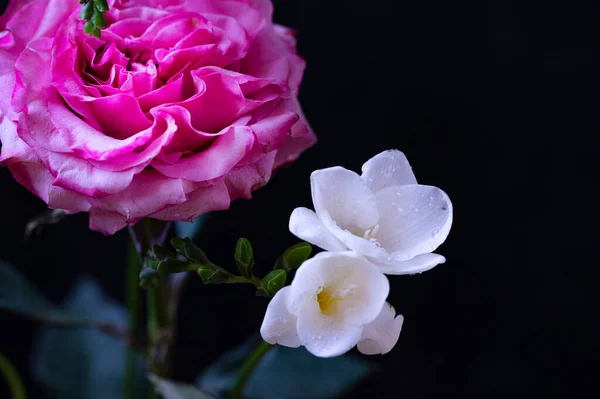Красивая Розовая Роза Белыми Цветами Орхидеи Темном Фоне — стоковое фото
