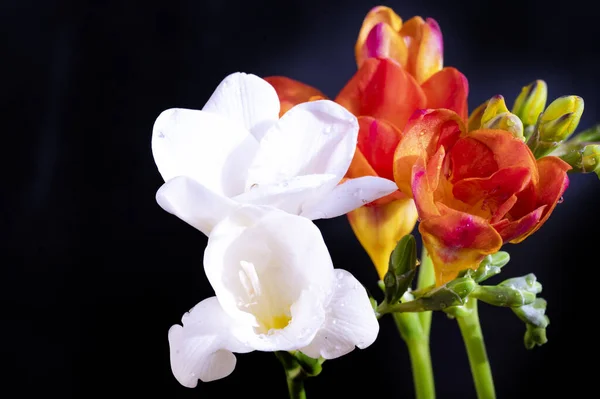 Красиві Білі Червоні Квіти Темному Фоні — стокове фото