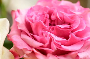 Güzel çiçek, yakın