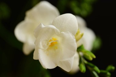 Koyu arkaplanda güzel beyaz orkide çiçekleri