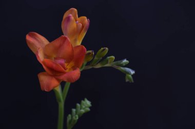 Koyu arkaplanda güzel kırmızı çiçekler