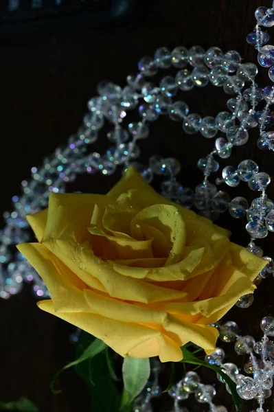Piękny Żółty Kwiat Róży Błyszczącymi Koralikami Widok Bliska — Zdjęcie stockowe
