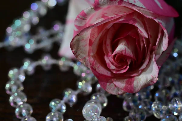 Красивый Белый Розовый Цветок Розы Блестками Крупным Планом — стоковое фото