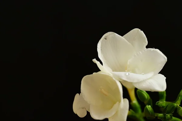 Vacker Vit Orkidé Blommor Mörk Bakgrund — Stockfoto
