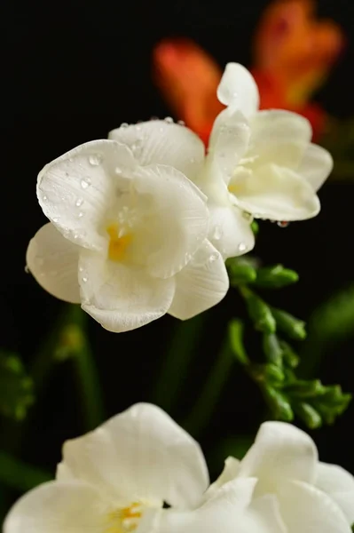 stock image beautiful white and red flowers on dark background