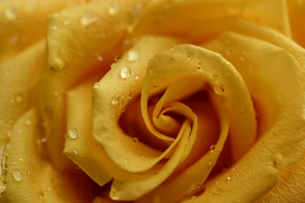 Schöne Gelbe Rose Mit Wassertropfen Nahsicht — Stockfoto