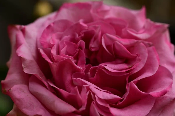 Beautiful Pink Rose Close View — Stockfoto