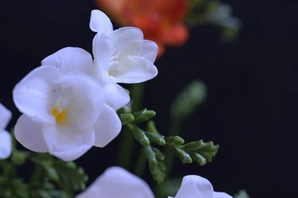 Hermosas Flores Blancas Rojas Sobre Fondo Oscuro — Foto de Stock