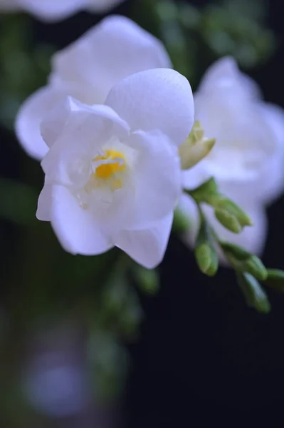 Schöne Weiße Orchideenblüten Auf Dunklem Hintergrund — Stockfoto