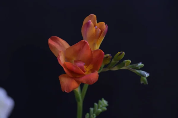Koyu Arkaplanda Güzel Kırmızı Çiçekler — Stok fotoğraf