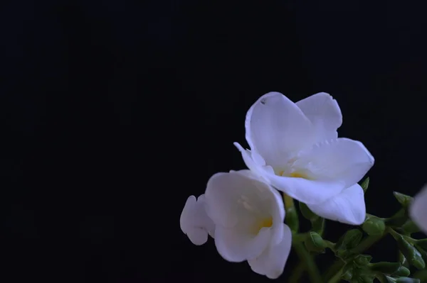 Piękne Białe Kwiaty Storczyk Ciemnym Tle — Zdjęcie stockowe