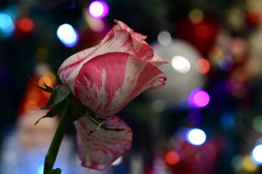 Bulanık Bokeh şenlik arka planında pembe gül çiçeği