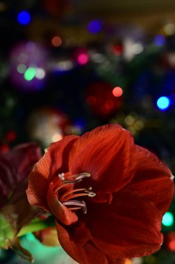 Bulanık bokeh şenlik arka planında kırmızı çiçekler