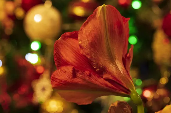 Flores Vermelhas Fundo Festivo Bokeh Borrado — Fotografia de Stock