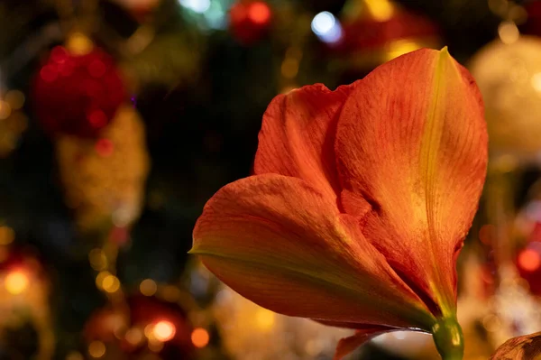 Красные Цветы Размытом Боке Праздничного Фона — стоковое фото