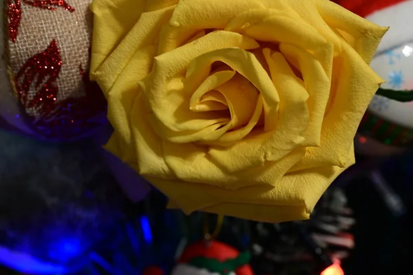 Yellow Rose Flower Christmas Tree Decorations — Stock Photo, Image