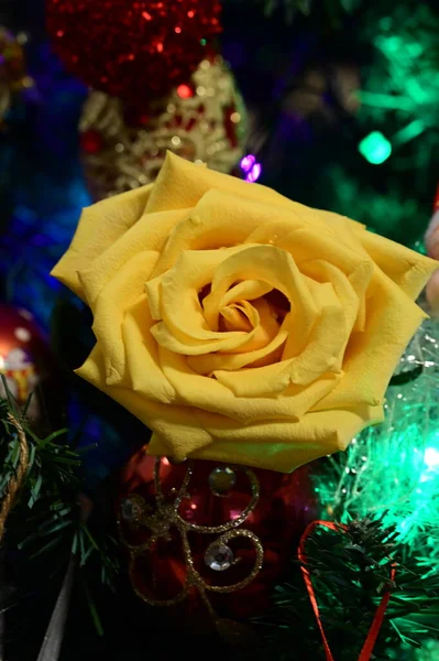 Gelbe Rosenblume Mit Weihnachtsbaum Und Dekoration — Stockfoto