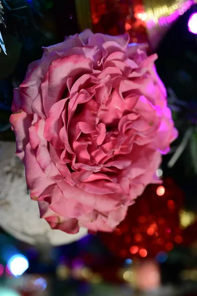 Noel Ağacı Süslemeleri Olan Pembe Gül Çiçeği — Stok fotoğraf