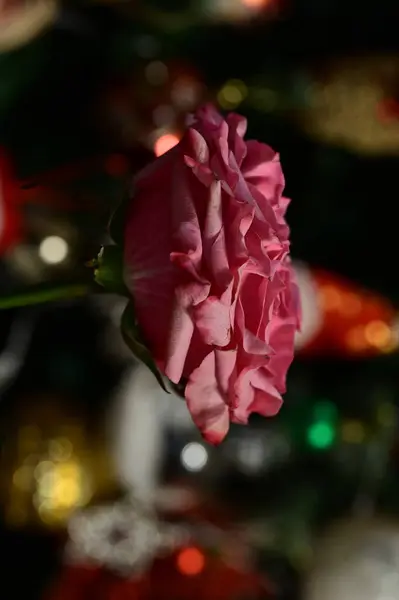 Rosa Rose Blume Auf Verschwommenem Bokeh Festlichen Hintergrund — Stockfoto