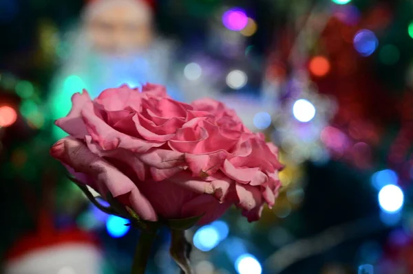 Rosa Rose Blume Auf Verschwommenem Bokeh Festlichen Hintergrund — Stockfoto