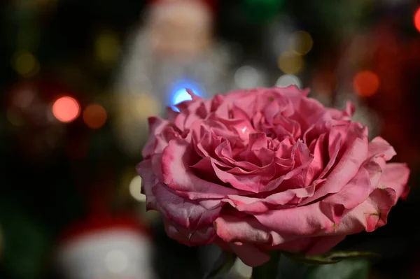 Ροζ Τριαντάφυλλο Λουλούδι Θολή Bokeh Εορταστική Φόντο — Φωτογραφία Αρχείου