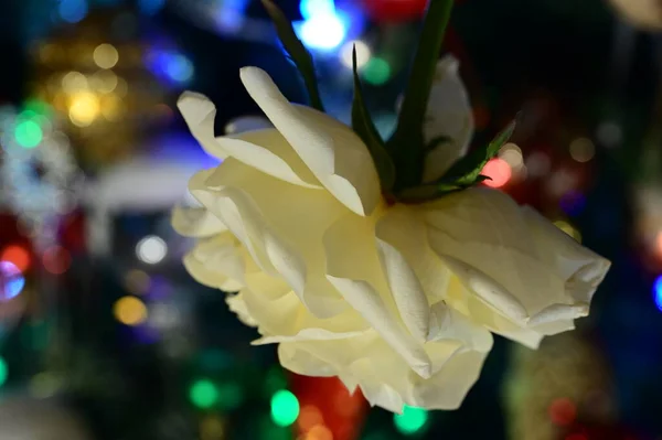 Λευκό Τριαντάφυλλο Λουλούδι Θολή Bokeh Εορταστική Φόντο — Φωτογραφία Αρχείου