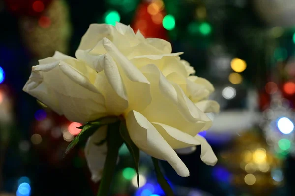 Bulanık Bokeh Şenlik Arka Planında Beyaz Gül Çiçeği — Stok fotoğraf
