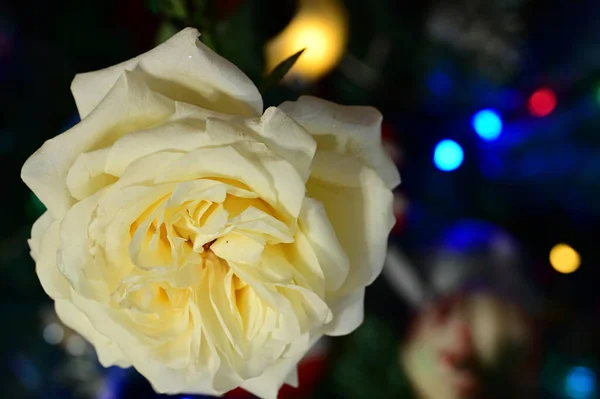 Fleur Rose Blanche Sur Fond Fête Bokeh Flou — Photo