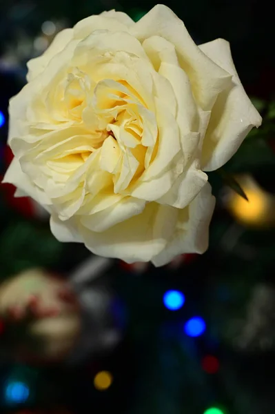 Weiße Rose Blume Auf Verschwommenem Bokeh Festlichen Hintergrund — Stockfoto