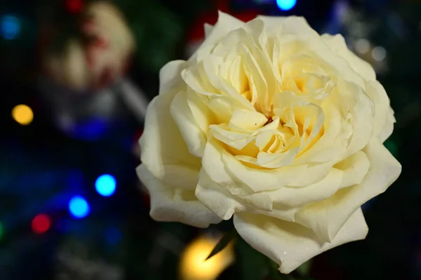 Fleur Rose Blanche Sur Fond Fête Bokeh Flou — Photo