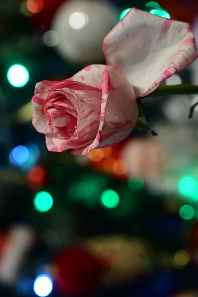 Ροζ Τριαντάφυλλο Λουλούδι Θολή Bokeh Εορταστική Φόντο — Φωτογραφία Αρχείου